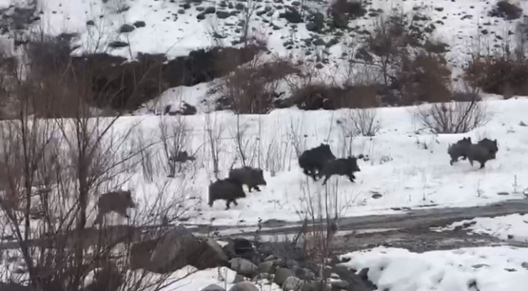 Aç Kalan Yabani Domuzlar Yerleşim Alanına İndi