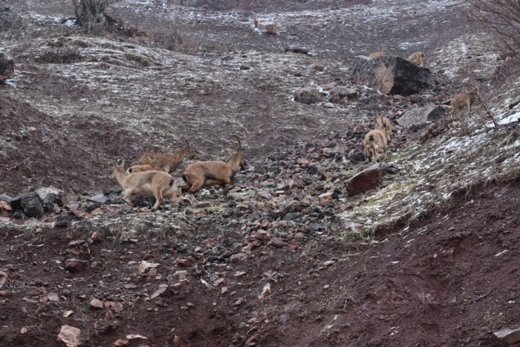 İhh Ekipleri Bu Kez Dağ Keçilerini Besledi