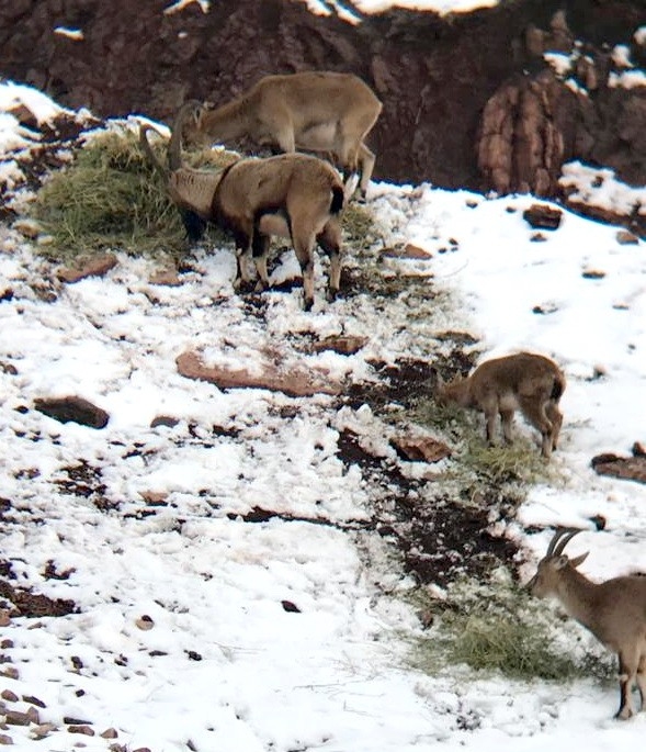 Aç Kalan Dağ Keçileri Yonca İle Beslendi