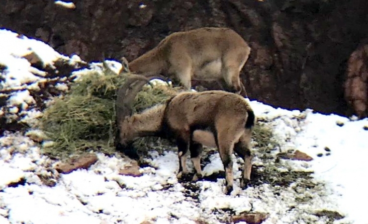 Aç Kalan Dağ Keçileri Yonca İle Beslendi