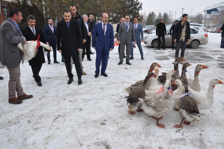 Diğer İllerde Yetiştirilen Kazlar Kars’ta Piyasaya Sunuluyor