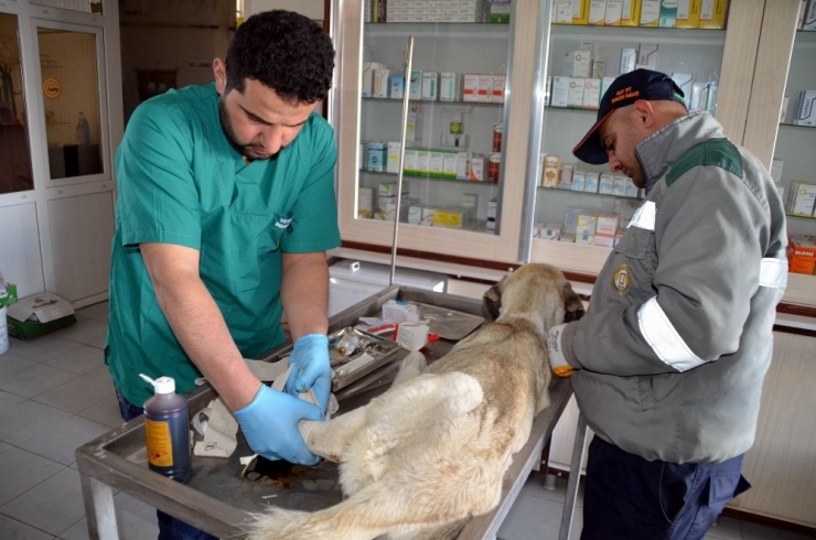 Ayağı Kırılan Köpeğe Belediye Sahip Çıktı