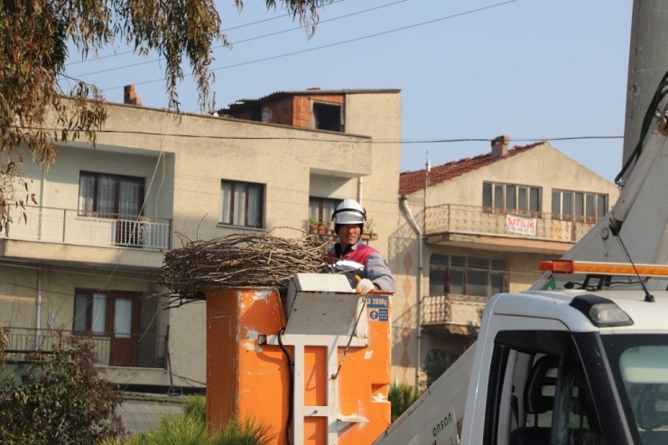 Leylek Yuvaları Yenilendi, Ev Sahiplerini Bekliyor