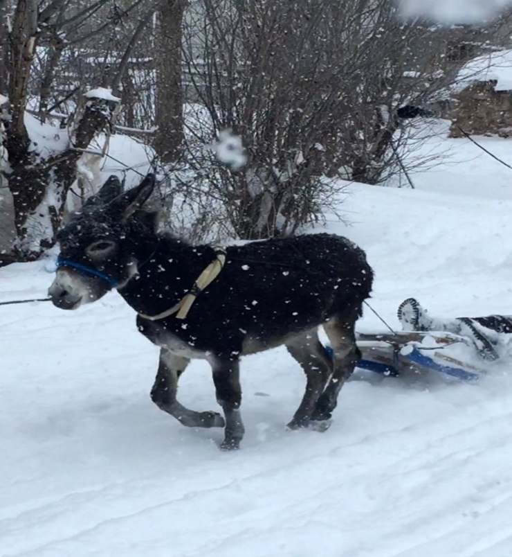Çocukların Eşekli Kızak Keyfi