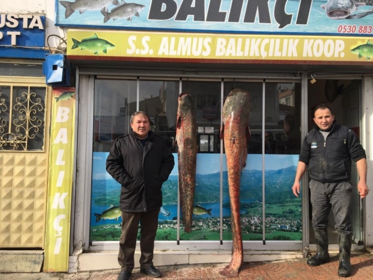 Tutulan 2 Metrelik Dev Yayın Balığı Görücüye Çıktı