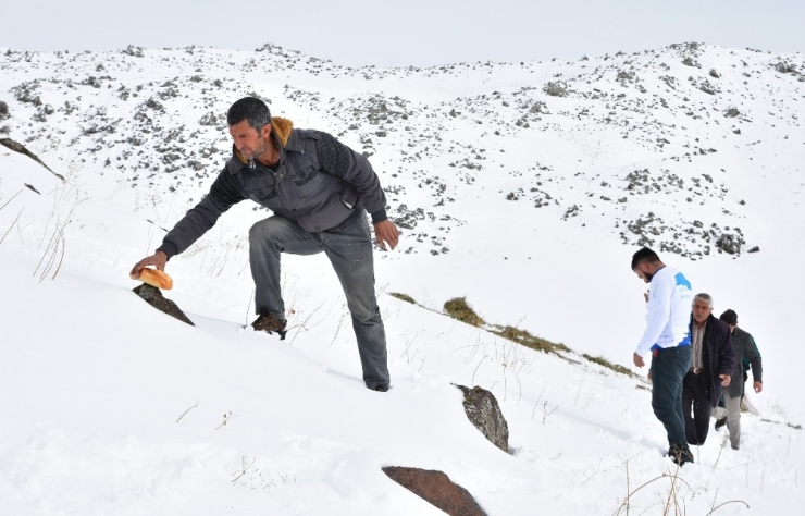 Yaban Hayvanları İçin Süphan Dağı Eteklerine Yem Bırakıldı