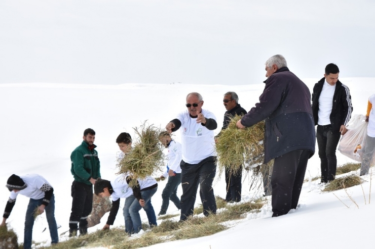 Yaban Hayvanları İçin Süphan Dağı Eteklerine Yem Bırakıldı