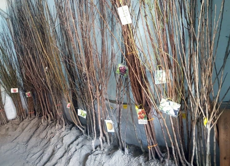 Yerköy’de Fidan Satışları Başladı