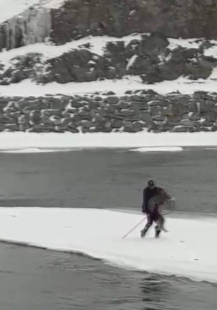 Murat Nehri’ne Yemek Aramaya Giden Kurt Köpeği Mahsur Kaldı