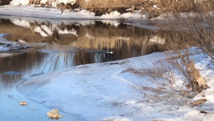 Beyaz Gelincik Kars’ta Görüntülendi