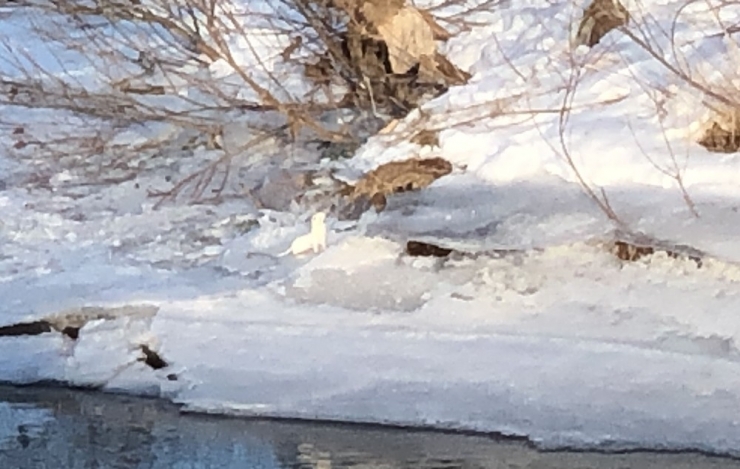 Beyaz Gelincik Kars’ta Görüntülendi