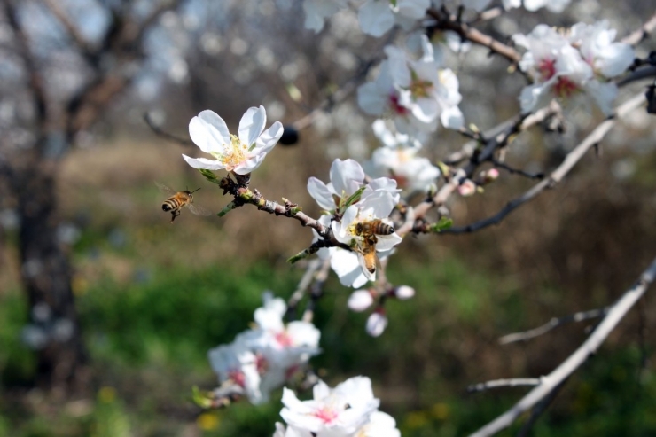 Çiçek Açan Badem Ağaçları Baharı Müjdeledi