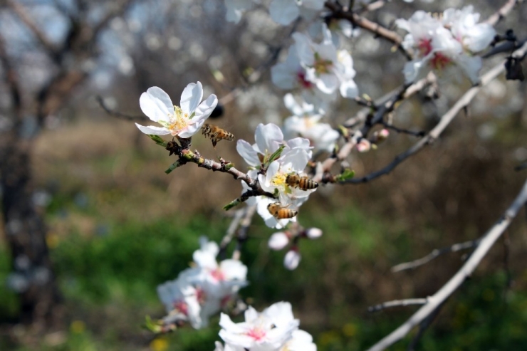 Çiçek Açan Badem Ağaçları Baharı Müjdeledi