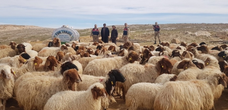 Şanlıurfa’da Hayvan Hırsızları Tutuklandı