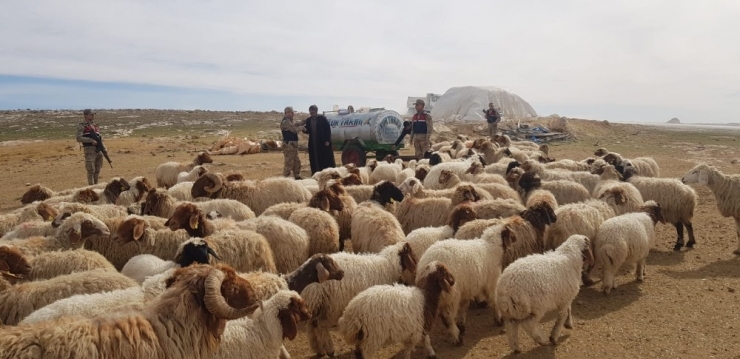 Şanlıurfa’da Hayvan Hırsızları Tutuklandı