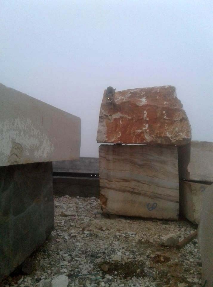 Şaşkın Tilki Akşam Uyumak İçin Çıktığı Yerden İnemedi