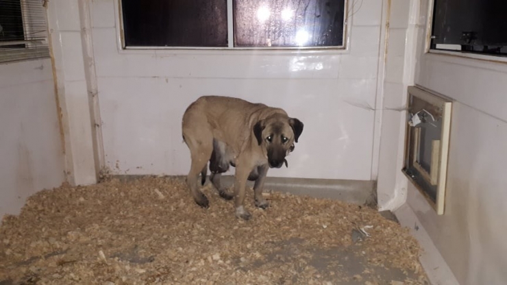 Yaralı Ve Hasta 2 Kedi Ve 3 Köpek İçin Gece Yarısı Seferber Oldular