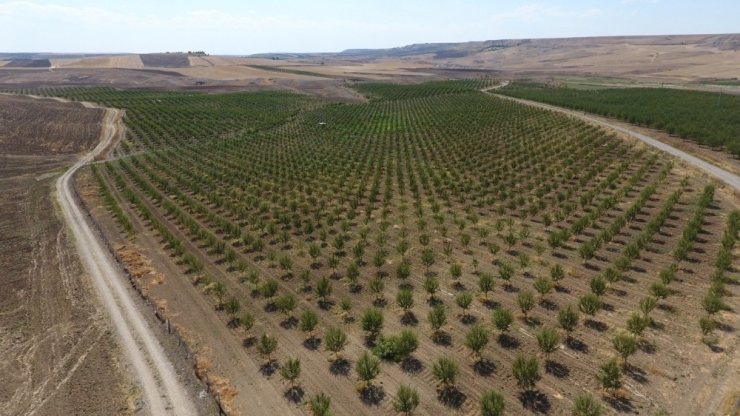 Başkan Şahan: “Adıyaman’da 150 Bin Badem Ağacı Kurudu”