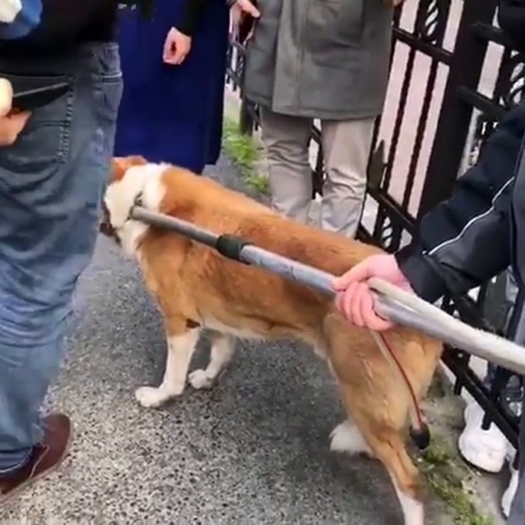 Hayvanseverlerden Beşiktaş Belediyesi’ne Tepki