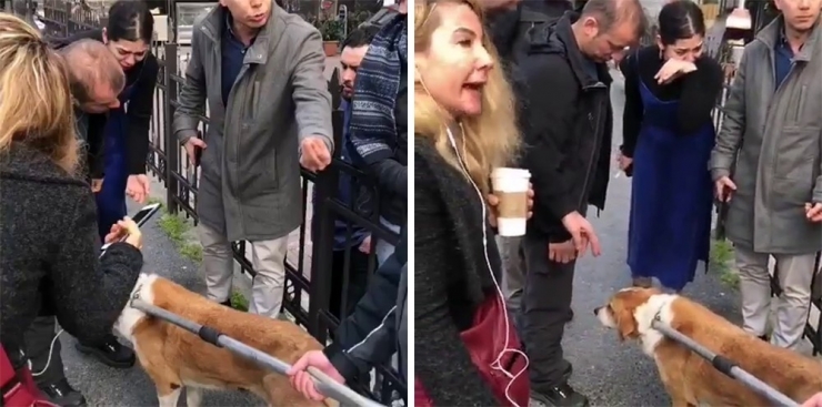 Hayvanseverlerden Beşiktaş Belediyesi’ne Tepki