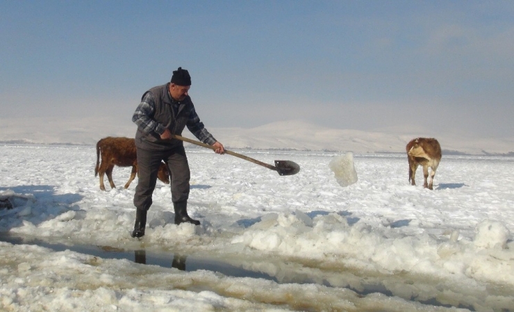 Göl Yüzeyindeki Buzu Kırıp Hayvanlarına Su İçiriyorlar