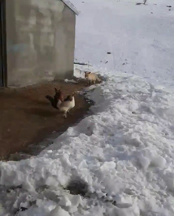 Tavuklarını Yemek İsteyen Tilkiyle Dakikalarca Sohbet Etti