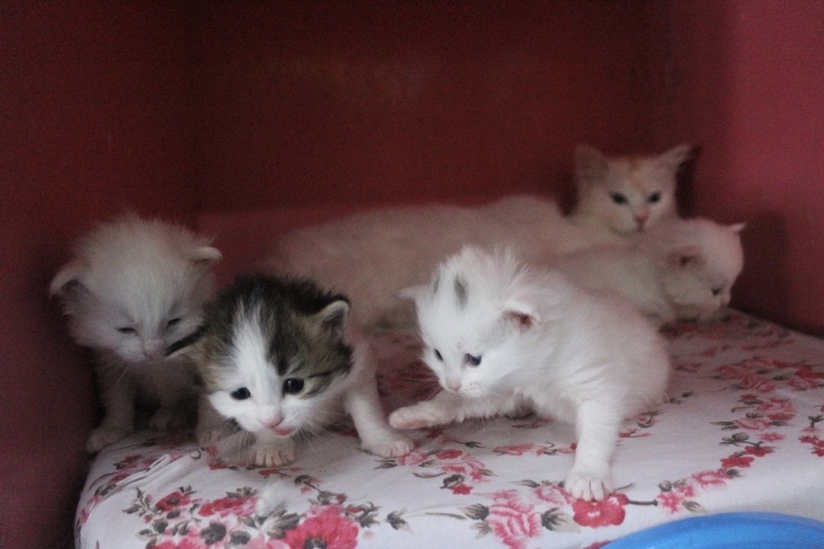 Yılın İlk Van Kedileri Dünyaya Geldi