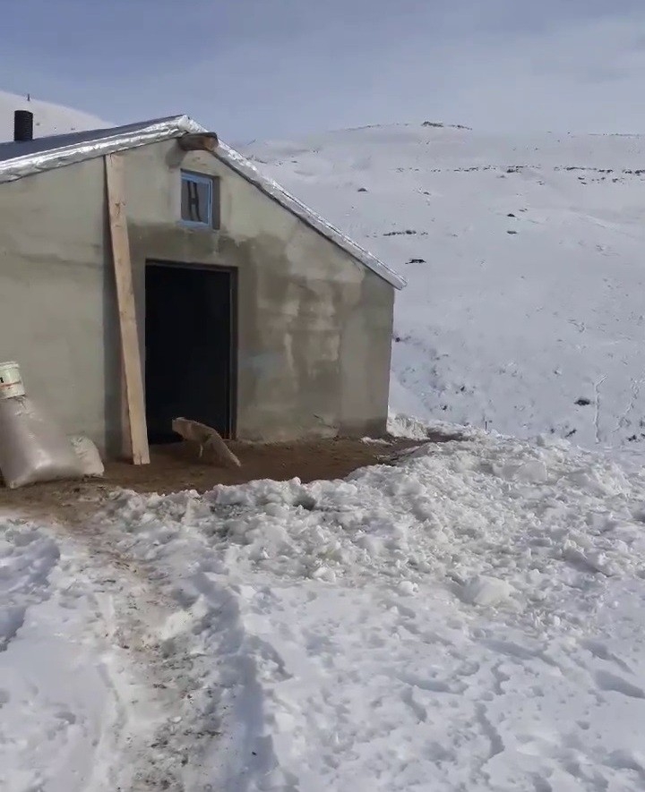 Tavuklarını Yemek İsteyen Tilkiyle Dakikalarca Sohbet Etti