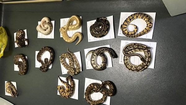 Yastık Kılıfı İçerisinde Bırakılan Yılanlar Korkuttu