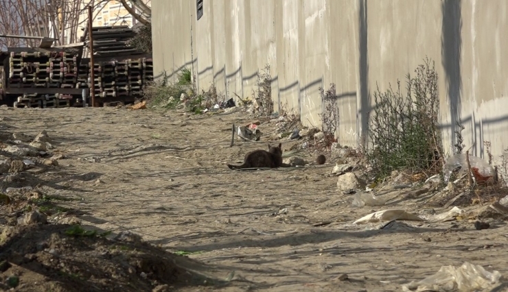 Kedinin Fare İle Oyunu Kahkahaya Boğdu