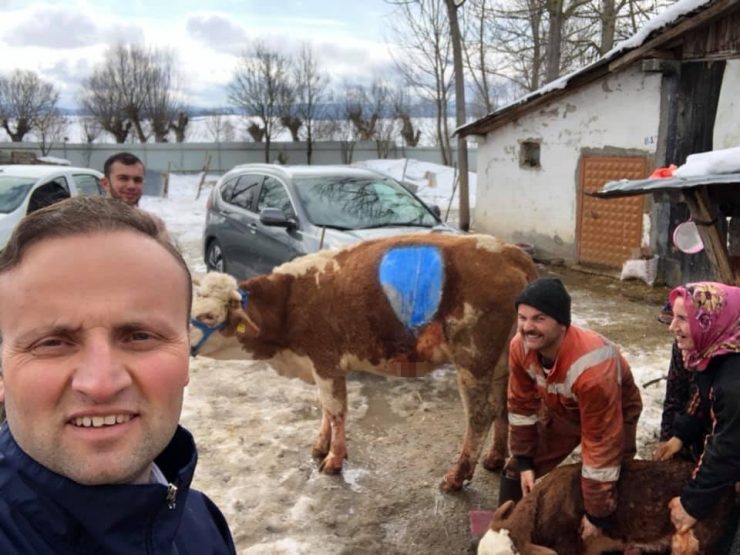 80 Kiloluk Buzağı Sezaryenle Alındı