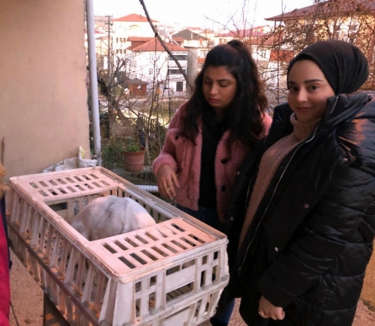 Araç Sürücüsünün Çarpıp Kaçtığı Köpeğe Üniversite Öğrencileri Sahip Çıktı