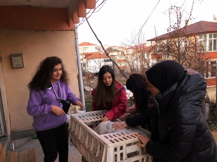 Araç Sürücüsünün Çarpıp Kaçtığı Köpeğe Üniversite Öğrencileri Sahip Çıktı