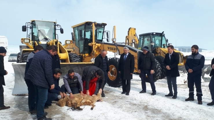 Kazasız Belasız Temizleyince, Şükür Kurbanı Kestiler