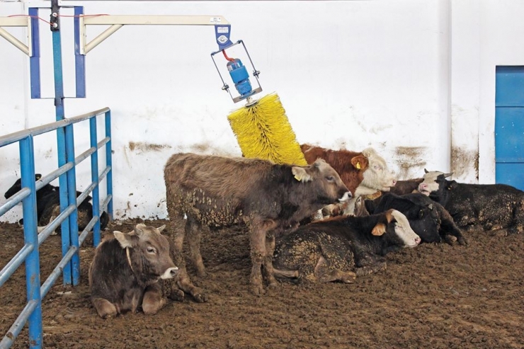 Sivas’ın Hayvan Varlığı Arttı