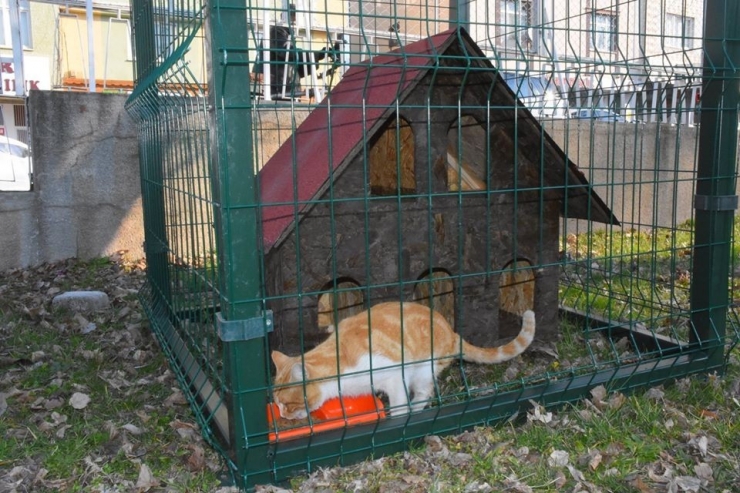 Niksar Belediyesi Sokak Kedilerini Unutmadı
