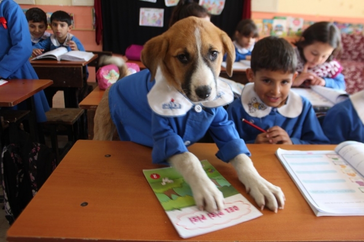 Önlük Giydirilen Yavru Köpek Okulun Maskotu Oldu