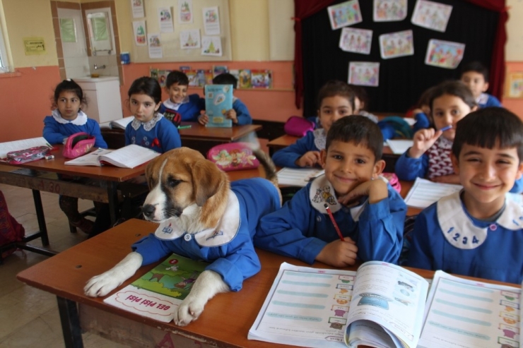 Önlük Giydirilen Yavru Köpek Okulun Maskotu Oldu