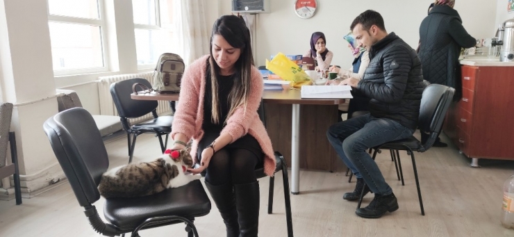 Öğretmenlerin Bitki Halde Bulduğu Kedi, İyileşti Okulun Maskotu Oldu