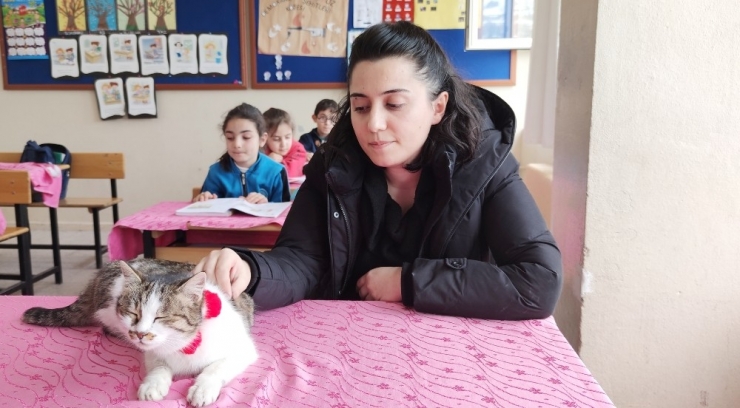 Öğretmenlerin Bitki Halde Bulduğu Kedi, İyileşti Okulun Maskotu Oldu