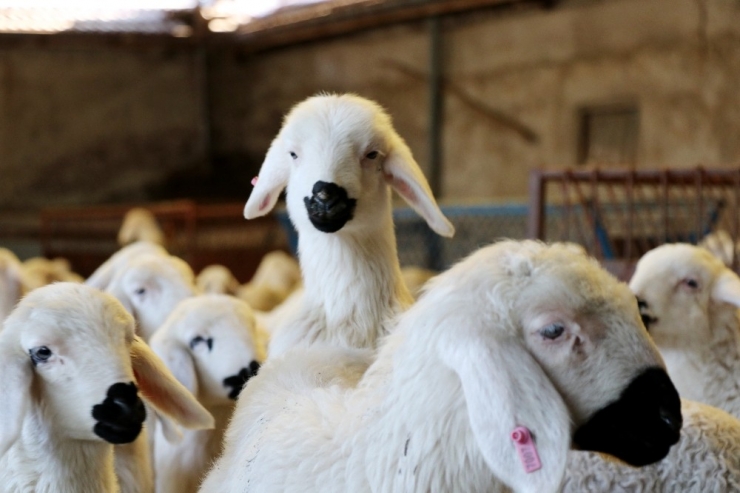 Baharın Habercisi Kuzular Annelerine Kavuştu