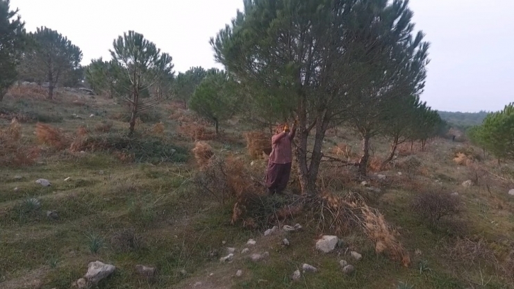 Budanan Ağaçlar Üretimi Arttıracak