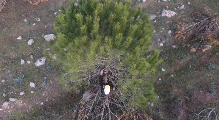 Budanan Ağaçlar Üretimi Arttıracak