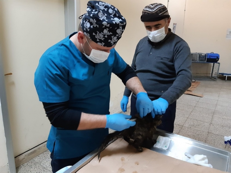 Donmak Üzere Olan Kedi Kurtarıldı