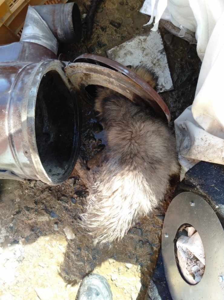 Kafası Sobaya Sıkışan Köpek Kurtarıldı