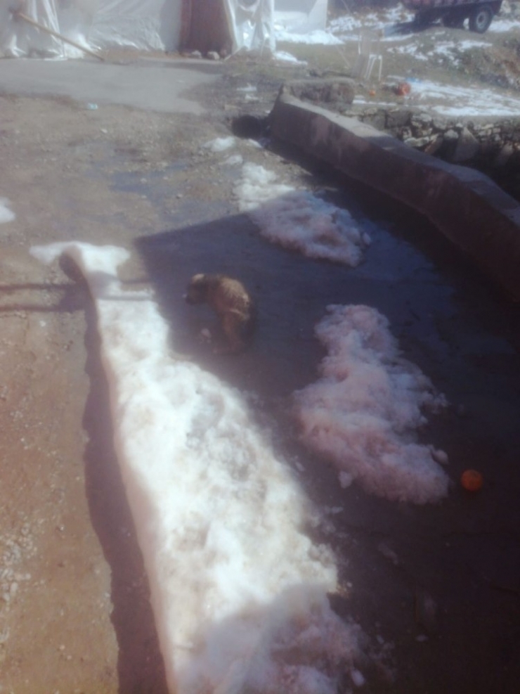 Kafası Sobaya Sıkışan Köpek Kurtarıldı