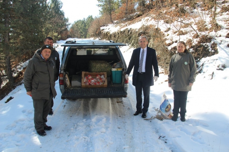 Tosya’da Yaban Hayatı İçin Doğaya Yem Bırakıldı