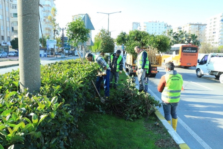 Mersin’in Simgelerinden Turunç Ağaçları Bakımdan Geçiyor