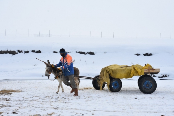 Kış Mesaisindeki Besicilerin Yardımcıları: Eşek Arabaları
