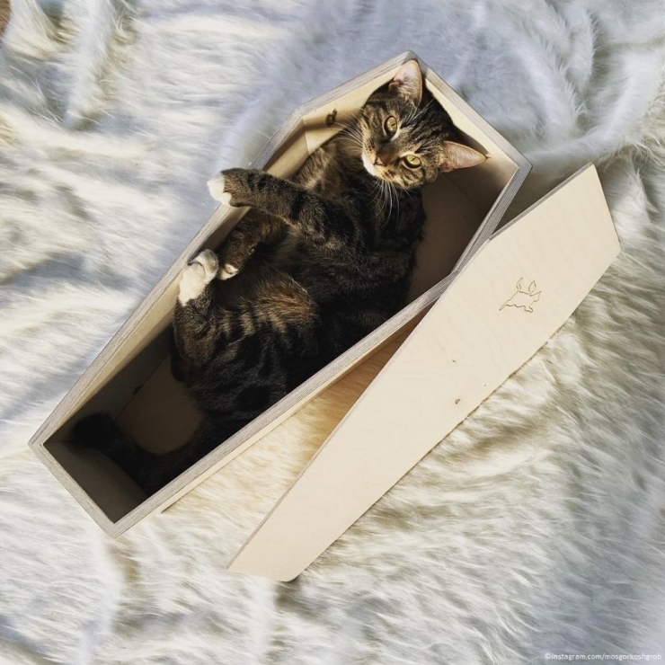 Rusya’da Bir Girişimci Kedi Tabutu Satmaya Başladı